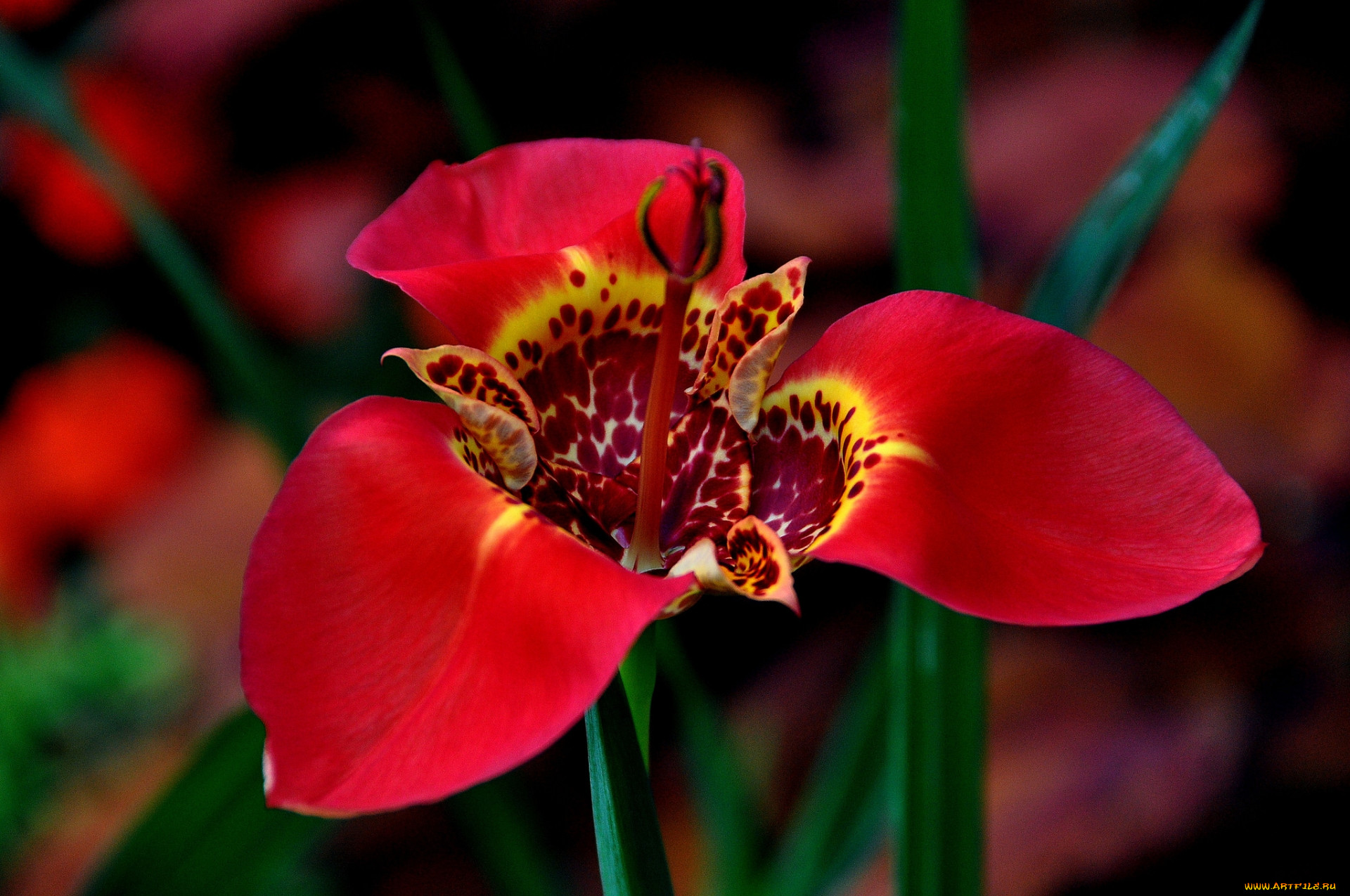 Красная Орхидея